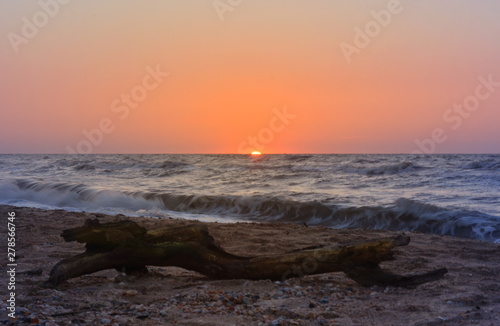 Snag on the seashore at sunset