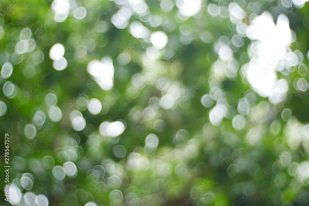 Fototapeta premium blurred nature background, green bokeh light background