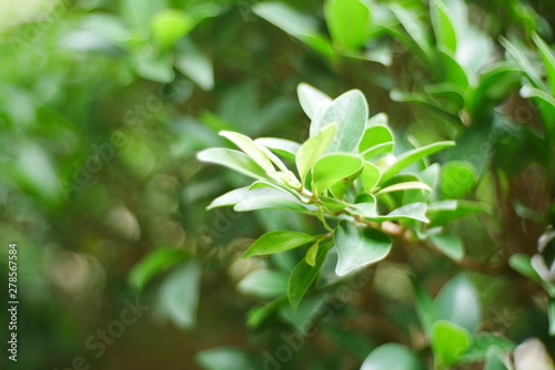 green leaves in spring , plant nature background