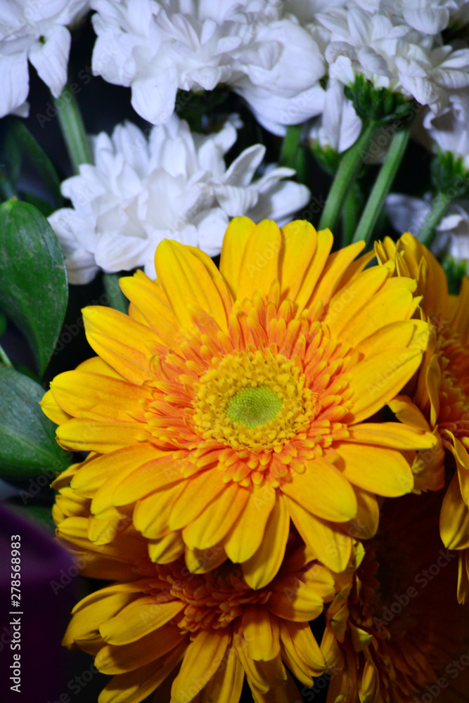 beautiful yellow flowers beautiful yellow flowers