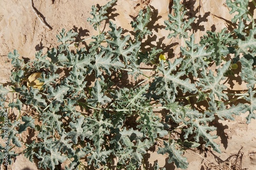 Citrullus colocynthis, wild desert watermelon, or Bitter Apple colocynth