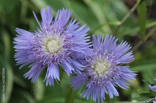 PRETTY PURPLE STOKESIA FLOWERS