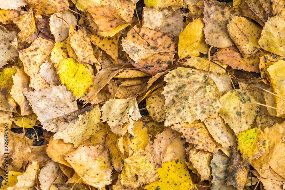 Yellow leaves fallen from birch tree on an autumn day.