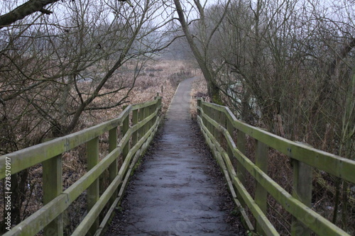 wooden bridge in the forest