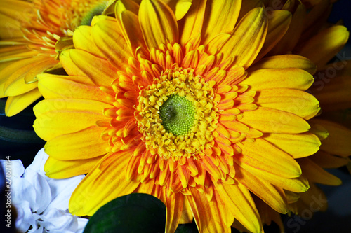 beautiful yellow flowers