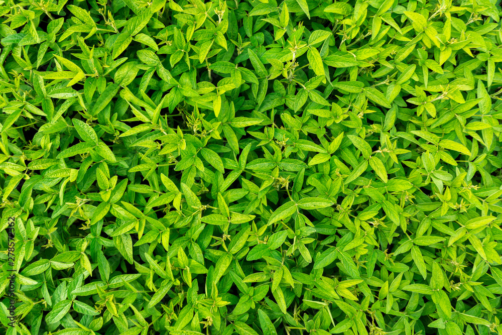 Ripening soybean, green agricultural field Ripening soybean, green agricultural field