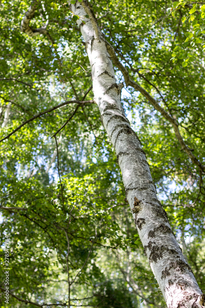 Fototapeta premium Birch grove on a sunny summer day, the mountains near Almaty