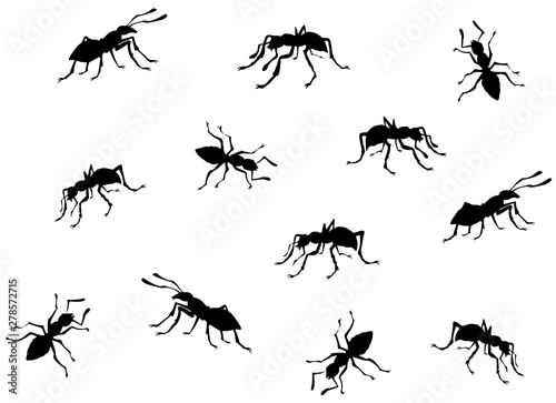 Ant. Vector drawing © Marina
