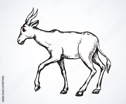 Antelope. Vector illustration