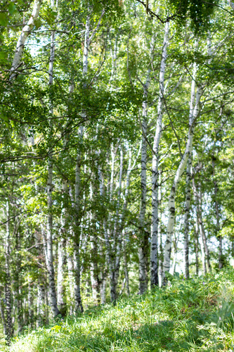 Birch grove on a sunny summer day  the mountains near Almaty