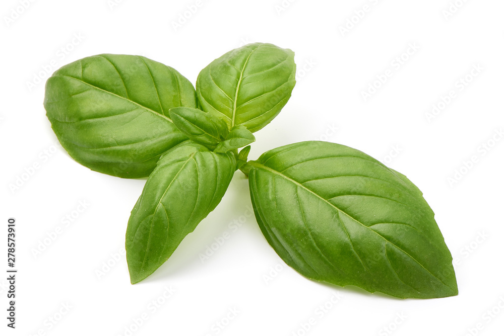 Sweet basil herb leaves, close-up, isolated on white background. Sweet Genovese basil Sweet basil herb leaves, close-up, isolated on white background. Sweet Genovese basil