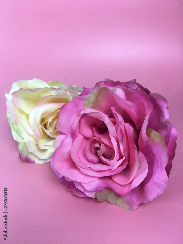 Fototapeta premium pink rose on white background