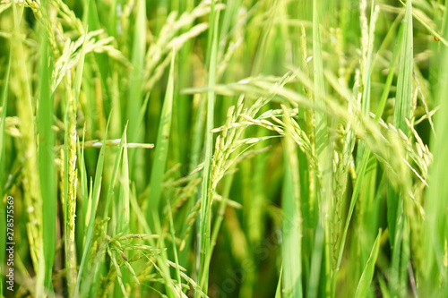 Jasmine white rice with gold grain from agriculture farm.