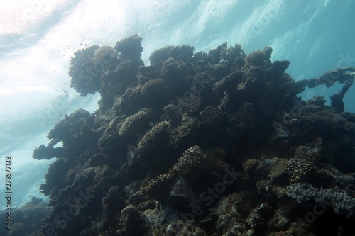 Great Barrier Reef Bommie