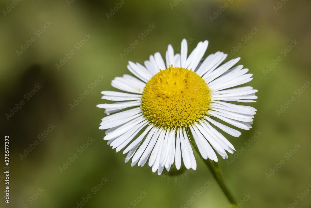 Obraz premium daisy in grass