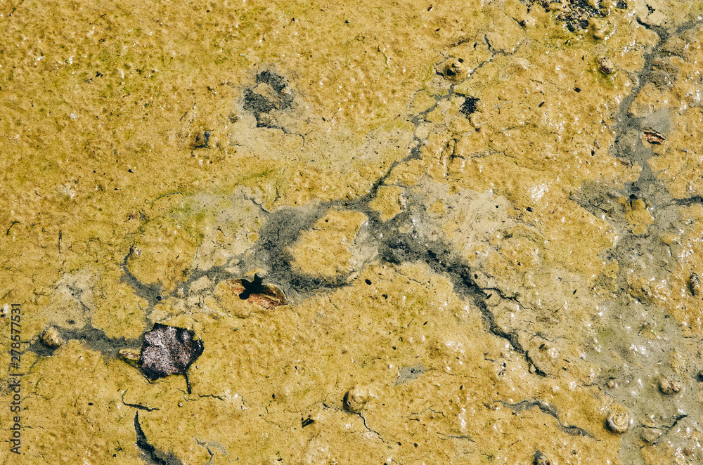 Green algal bloom in water. Surface cracks from fluid flow. Sludge. No person Green algal bloom in water. Surface cracks from fluid flow. Sludge. No person
