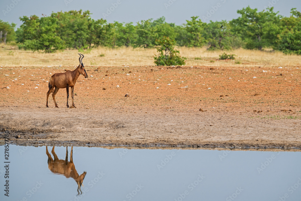 Fototapeta premium Red Hartebeest - Alcelaphus caama, large beautiful antelope from African savannas, Etosha National Park, Namibia.