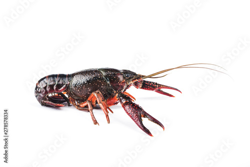Crayfish,Crawfish isolated on white background