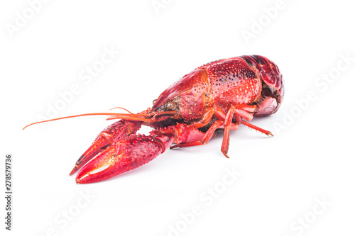 Fresh boiled red crayfish, isolated on white background.