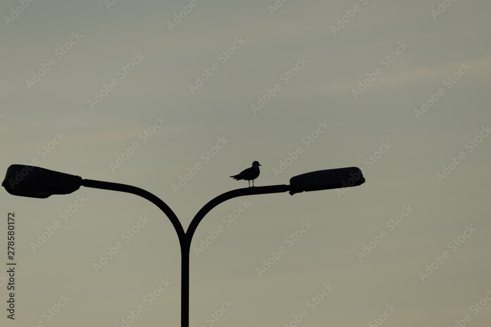 silhouette of bird on pole silhouette of bird on pole