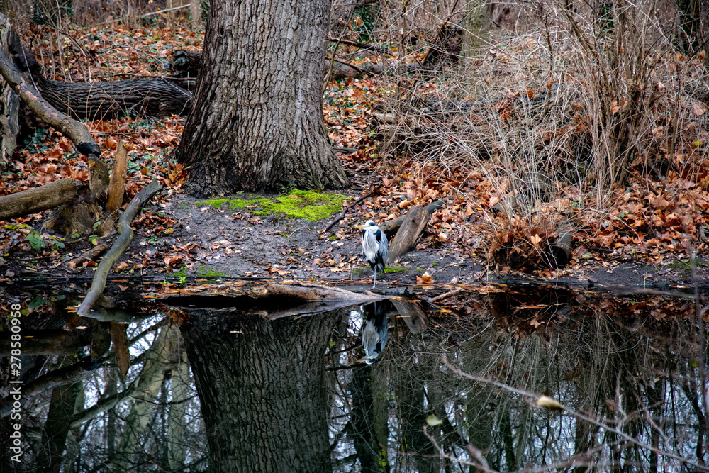 Obraz premium Tree in forest. Bottom part of old tree trunk on river shore covered with red fall leaves. Autumn landscape with lake in Tiergarten park of Berlin Germany. Reflection of tree grove in water surface.