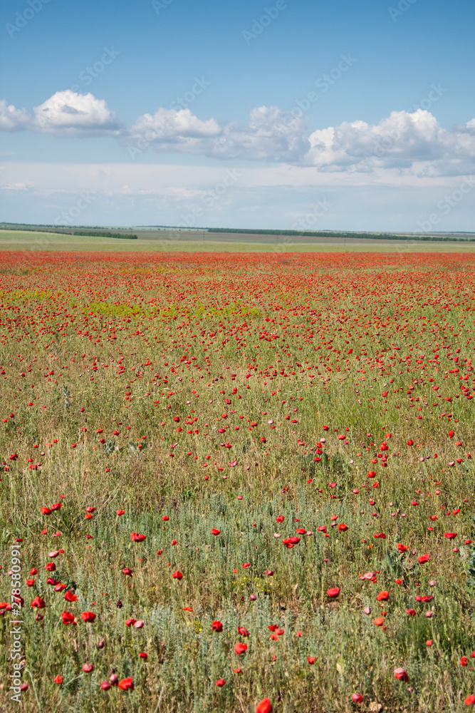 Poppy field. Beautiful landscape. Summer and vacation.