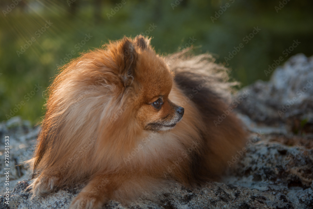 close up Pomeranian spitz, cute fluffy charming red-haired Pomeranian Spitz in full walking in the park, walk with dog on a sunny day, caring for a pet