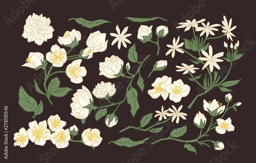 Photo Collection of elegant detailed botanical drawings of jasmine and mock-orange blooming flowers and leaves