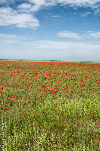 Poppy field. Beautiful landscape. Summer and vacation.