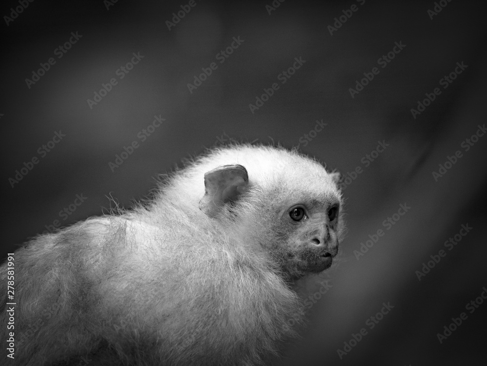 Obraz premium Petit Singe