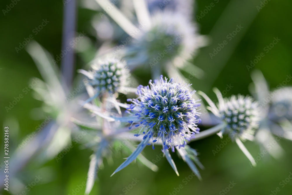 Eryngium planum, blue eryngo, flat sea holly flowers Eryngium planum, blue eryngo, flat sea holly flowers
