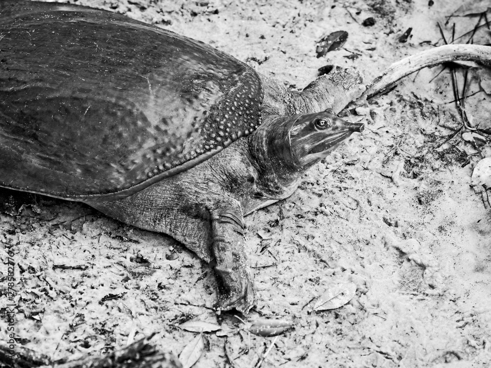 Obraz premium Florida Softshell Turtle B&W