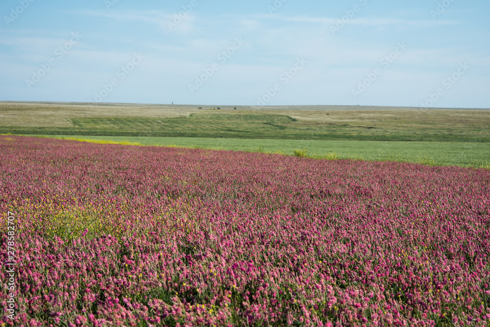 Flower field. Beautiful landscape. Summer and vacation. Flower field. Beautiful landscape. Summer and vacation.