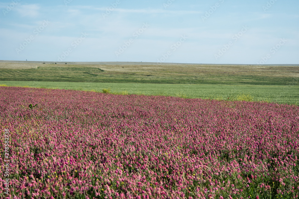 Flower field. Beautiful landscape. Summer and vacation. Flower field. Beautiful landscape. Summer and vacation.