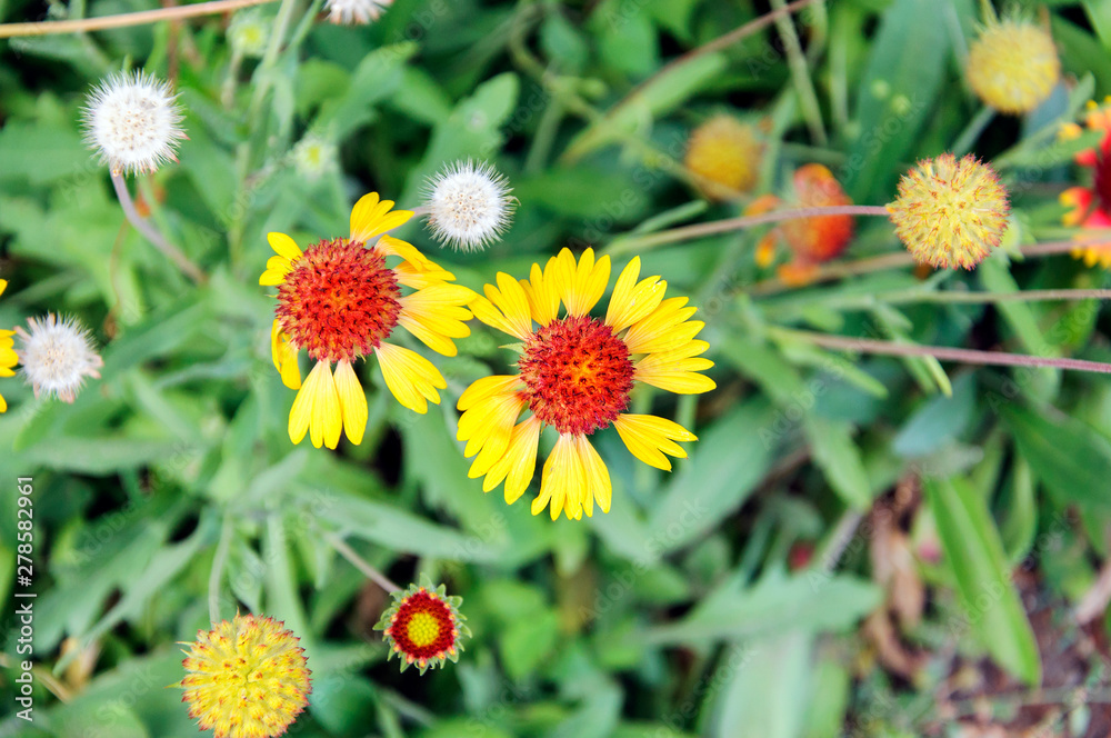 Gaillardia (Blanket Flower) in the garden in summer. View from above Gaillardia (Blanket Flower) in the garden in summer. View from above