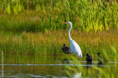 A white heron stands in the pond amid reeds. photo