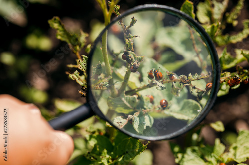 Larvae of Colorado potato beetle on potato leaves.