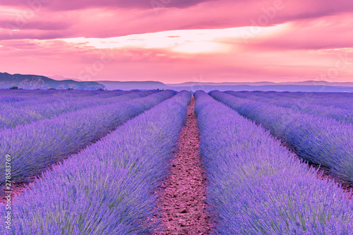 French landscape - Valensole. Sunset over the fields of lavender in the Provence  France .