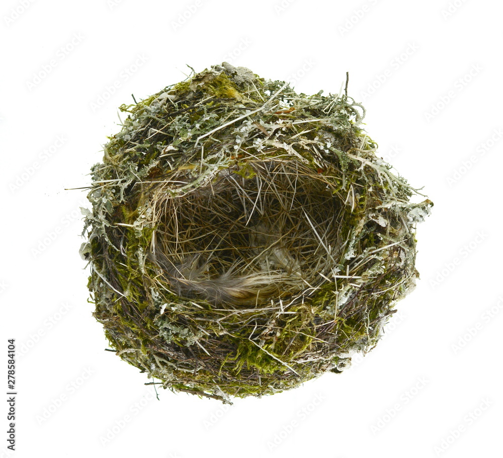 Empty nest isolated on white background. Empty nest isolated on white background.