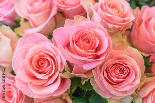 Beautiful  fresh roses  pink color.