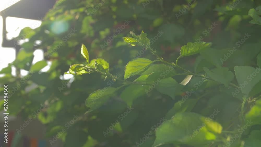 Sunbeam Leaves Closeup Sunbeam Leaves Closeup