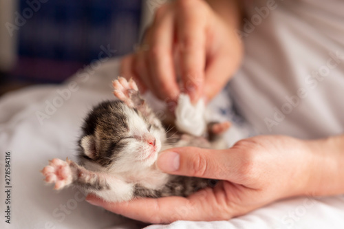 Woman stimulating kitten bowel movements