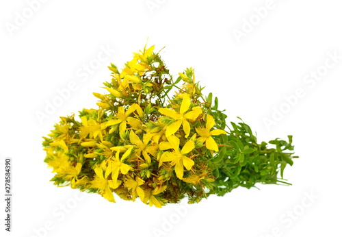 Common St. Johnswort flower ( tutsan ) isolated on white background. Kantarion. photo