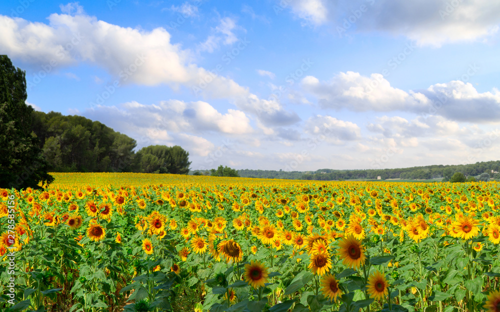 Fototapeta premium Field of sunflowers