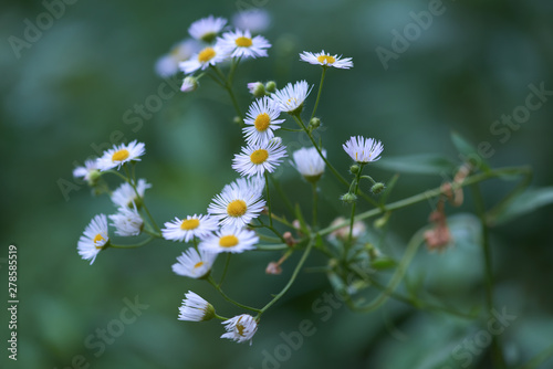 Nature background with wild flowers camomiles. Close up. 