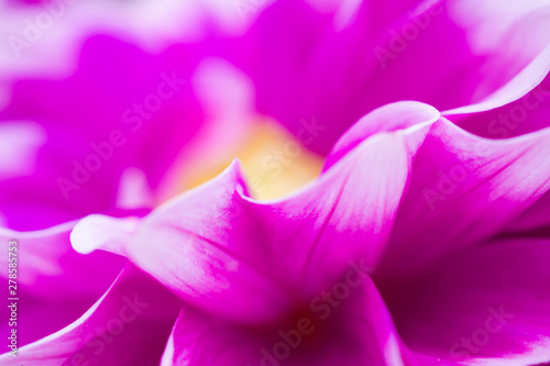 Fototapeta Naklejka Na Ścianę i Meble -  Pink dahlia flowers closeup background