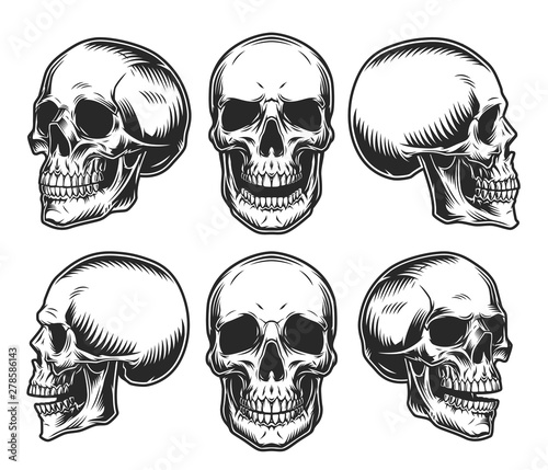 Human skulls collection photo