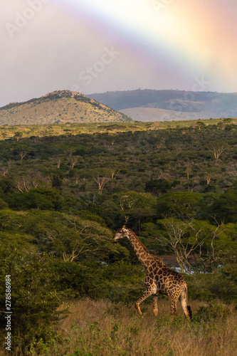 giraffe in africa