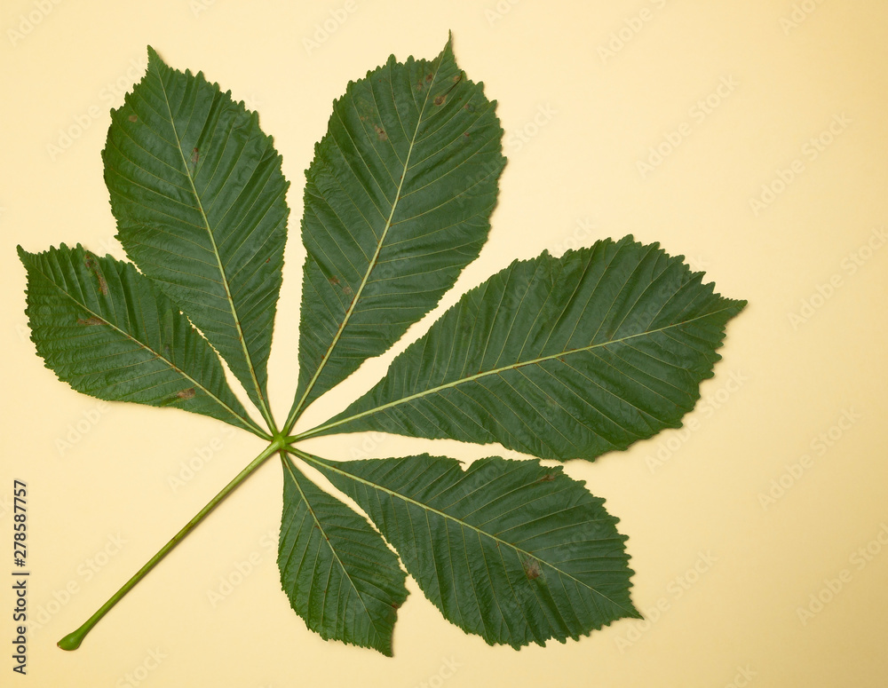 Fototapeta premium Kastanien.