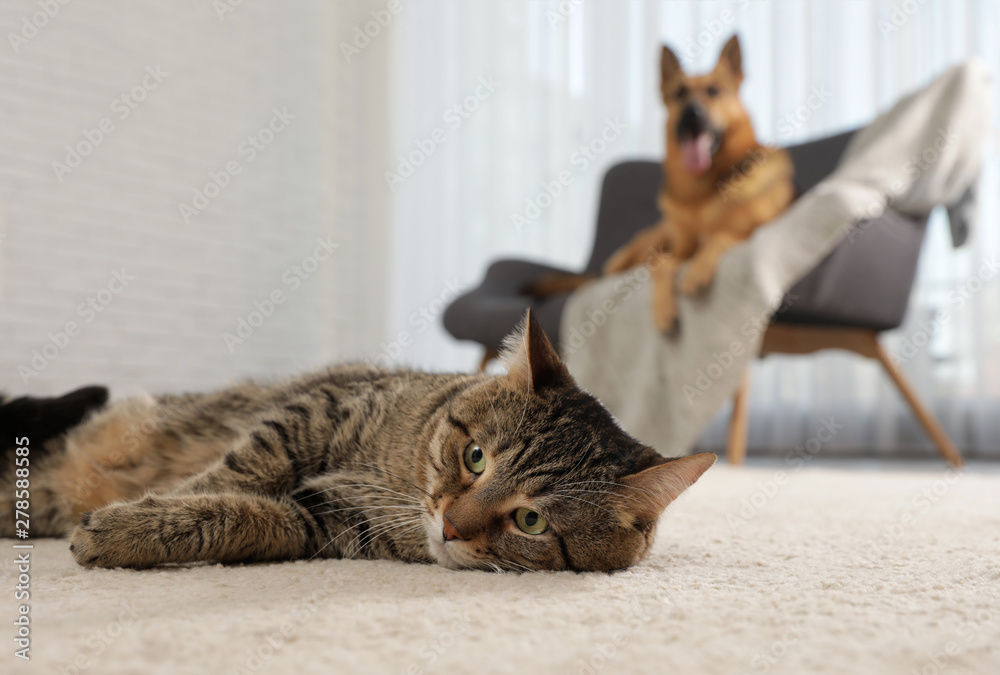 Tabby cat on floor and dog on sofa in living room - obrazy, fototapety, plakaty 